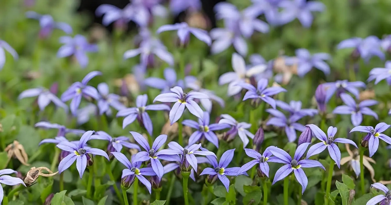 Blaue Isotoma fluviatilis 'Country Park' Staude mit zarten Blüten, Stauden Gänge, natürliche Gartendekoration