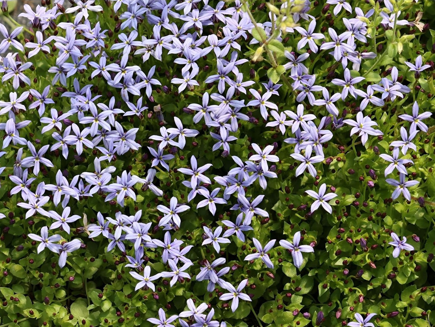 Isotoma fluviatilis 'Dunkelblau' / Blauer Bubikopf