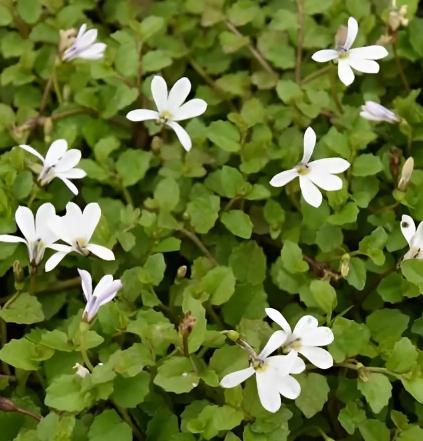 Weiße Staude Isotoma fluviatilis 'Treadwellii' mit zarten Blüten, wächst als dekorative Staude im Garten.