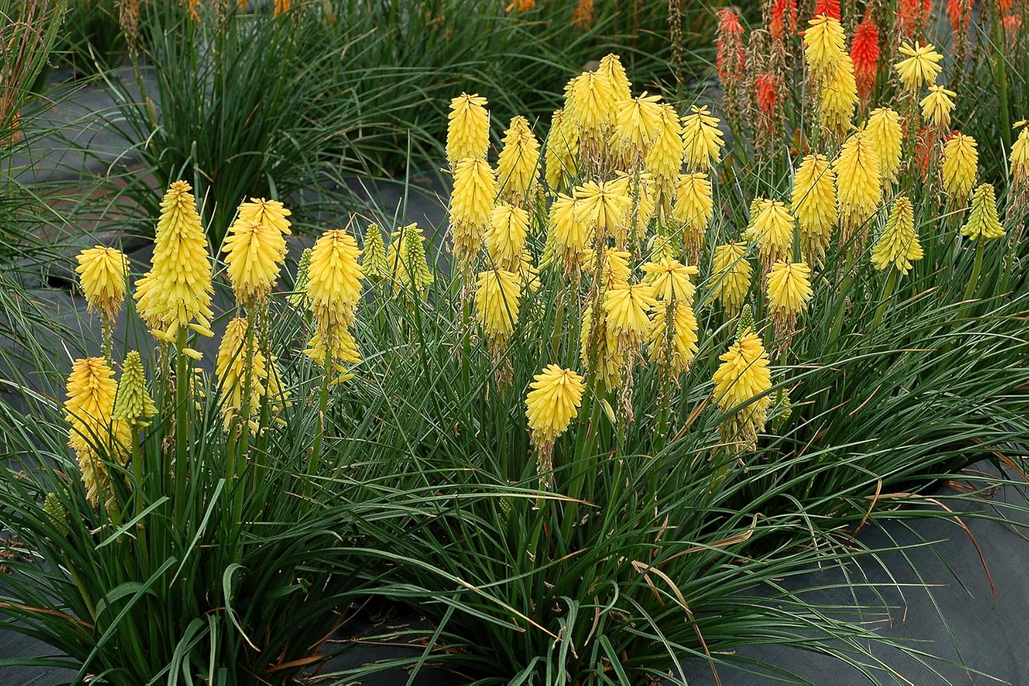 Kniphofia 'Lemon Popsicle’ / Gelbe Fackellilie - Tritome