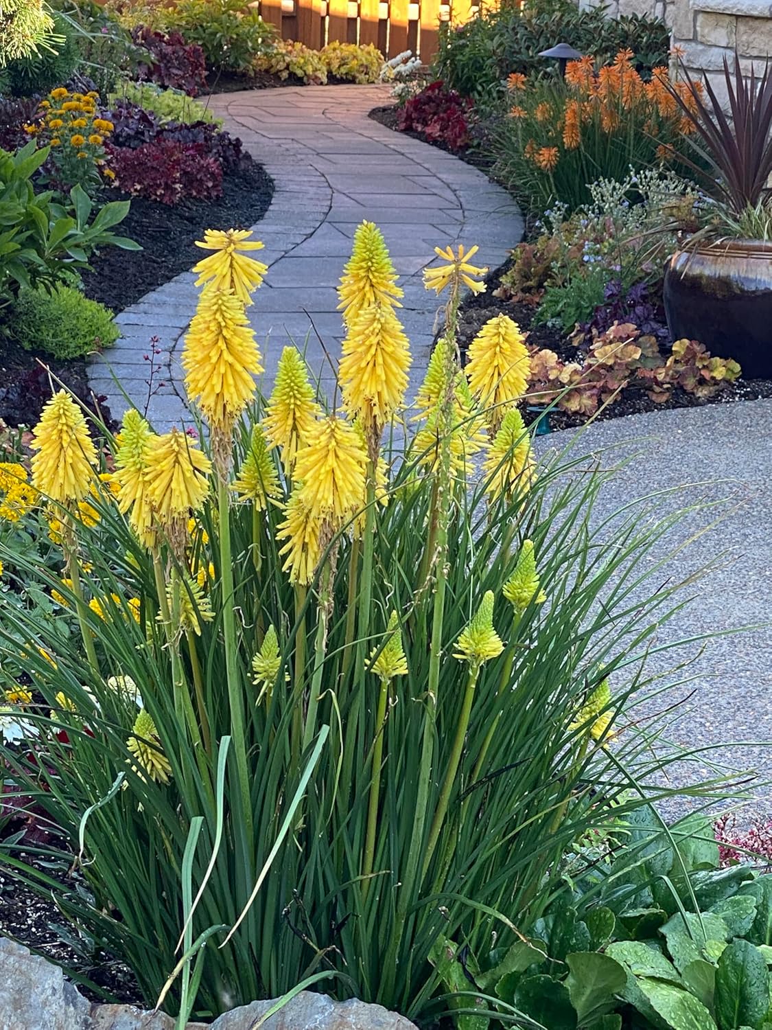 Kniphofia 'Lemon Popsicle’ / Gelbe Fackellilie - Tritome