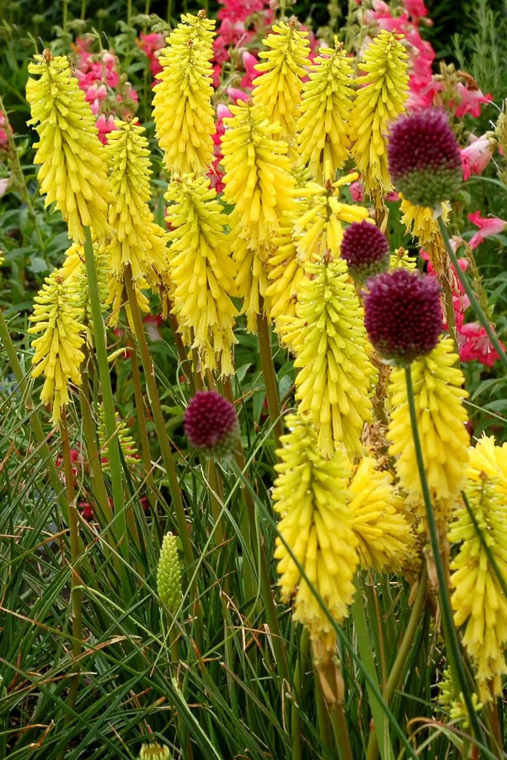 Gelbe Fackellilie Kniphofia 'Lemon Popsicle' Staude von Stauden Gänge, blühende gelbe Blüten, robuste Gartenstaude