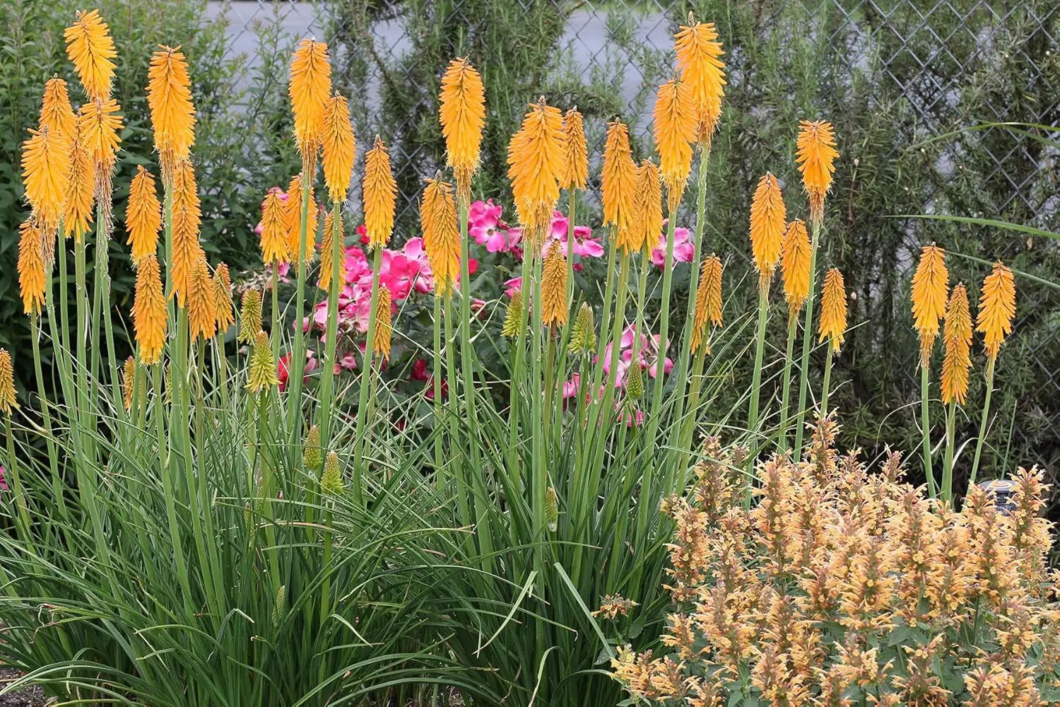 Orange Fackellilie Kniphofia 'Mango Popsicle' als Staude, mit orangefarbenen Blüten und grünen Blättern, von Stauden Gänge.