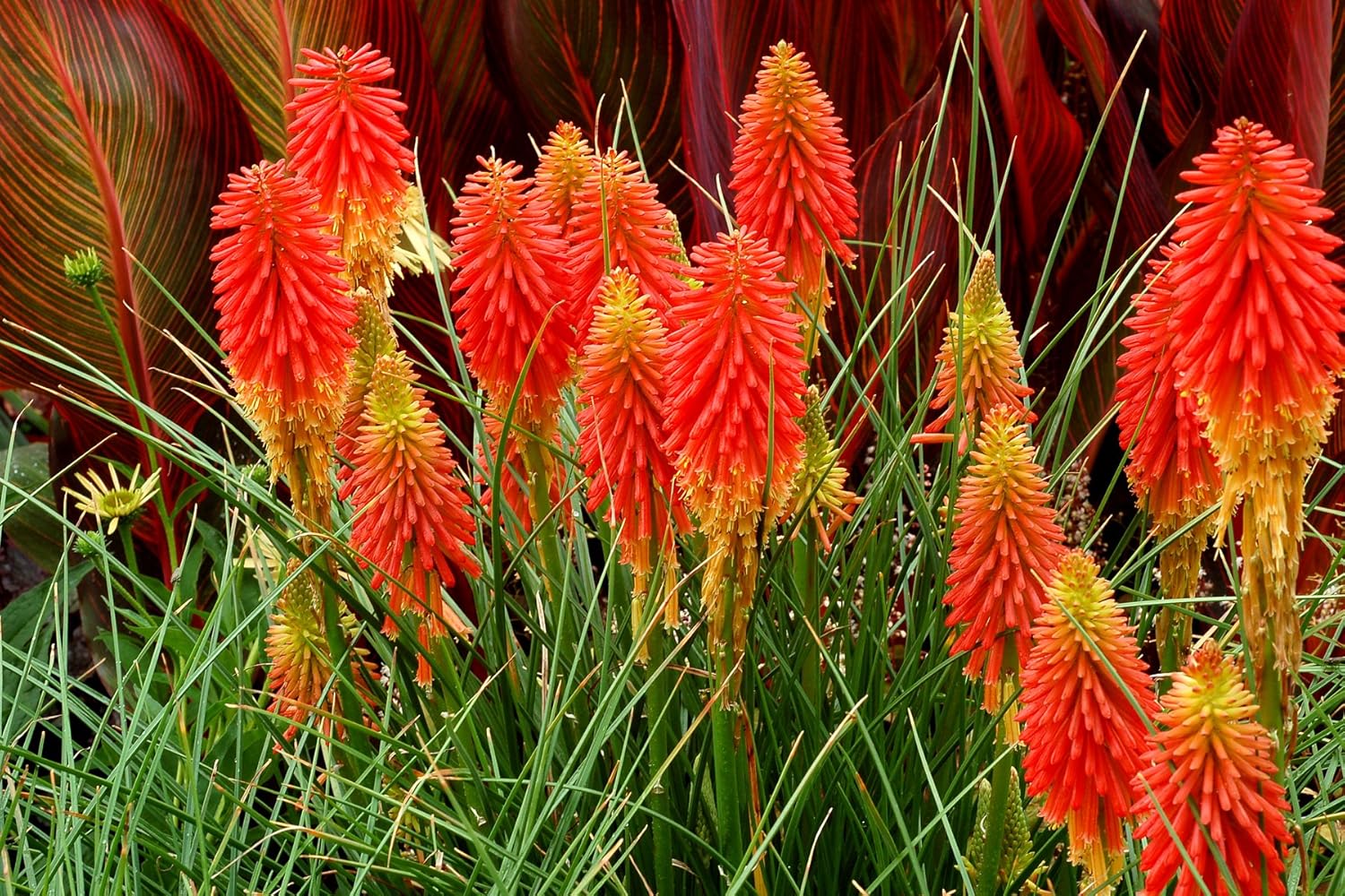 Kniphofia 'Papaya Popsicle’ / Fackellilie - Tritome
