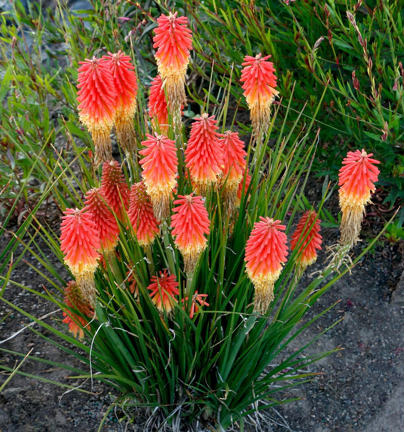 Kniphofia 'Papaya Popsicle’ / Fackellilie - Tritome