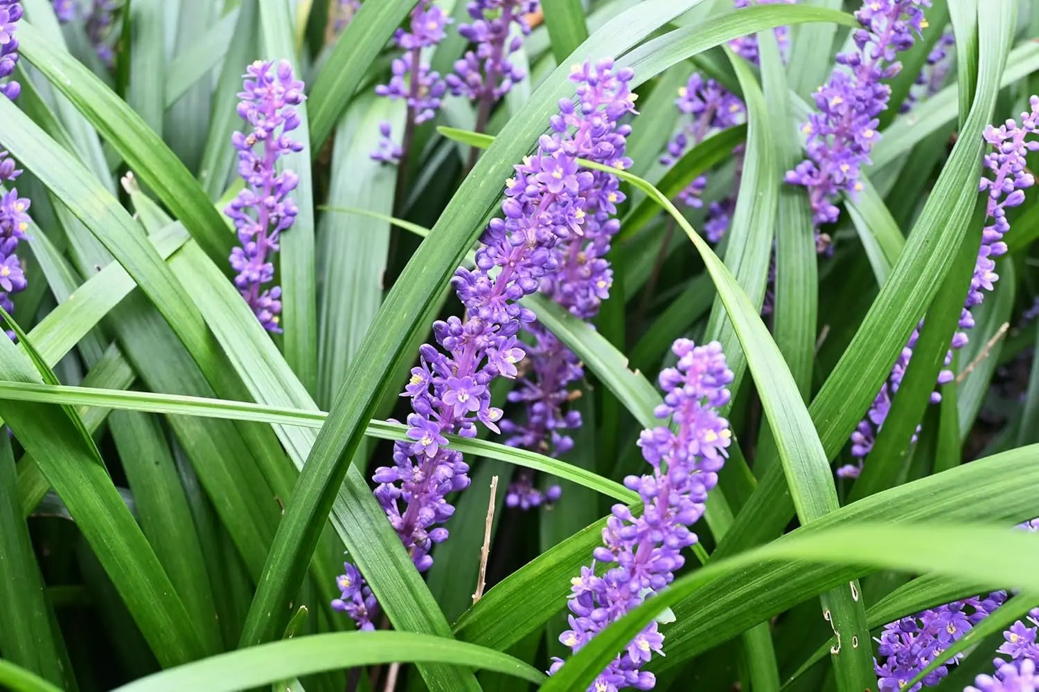 Liriope muscari 'Big Blue', Staude mit blauen Blütenrispen, wächst als Zierpflanze in Gartencenter, von Stauden Gänge.