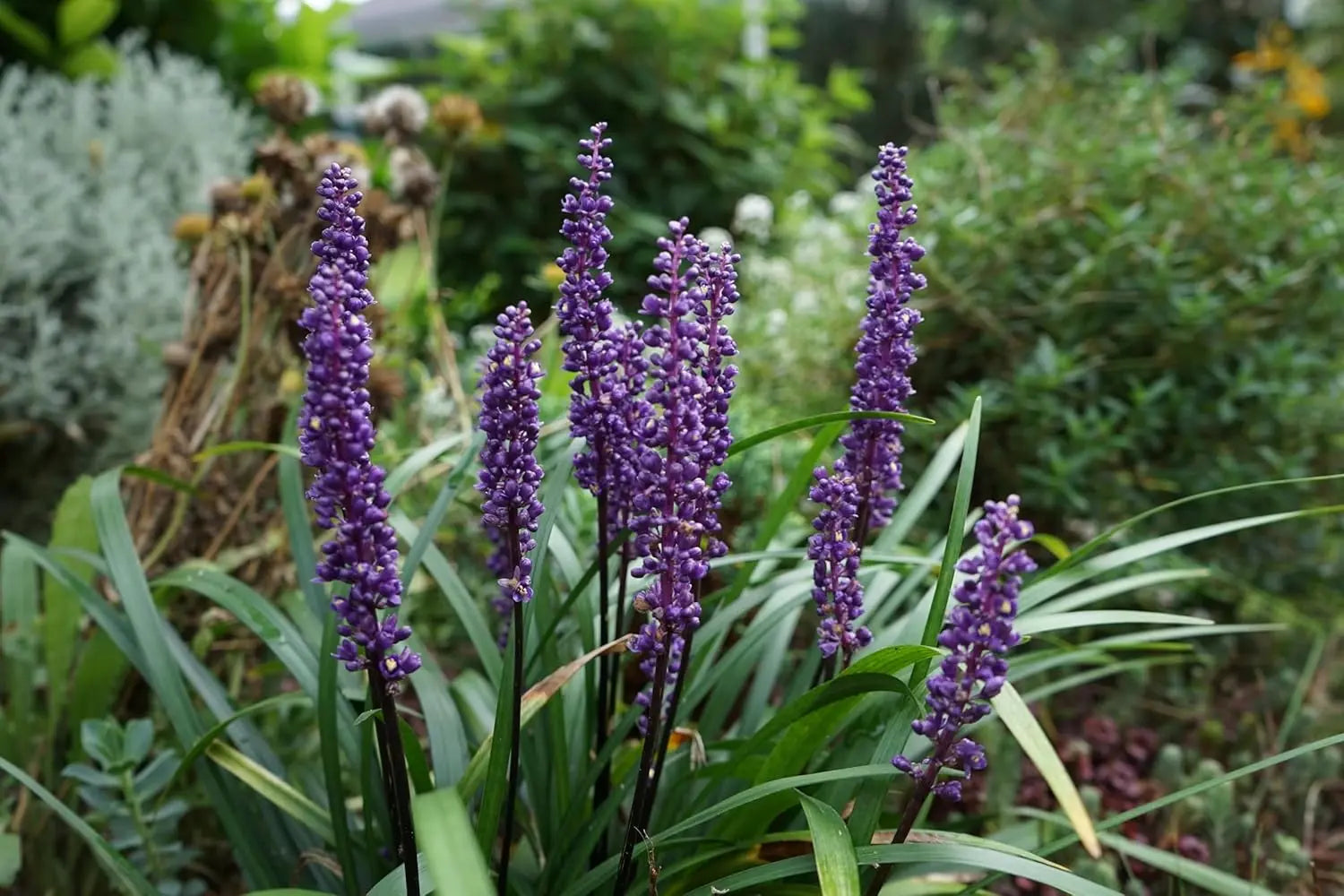 Liriope muscari 'Ingwersen', Lilientraube, blühende Staude, mit schmalen grünen Blättern und violetten Blüten, Stauden Gänge