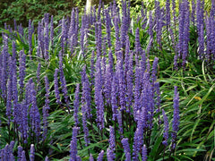 Liriope muscari 'Ingwersen' Staude mit lilienähnlichen Blüten in lila, wächst als Zierpflanze in Garten.