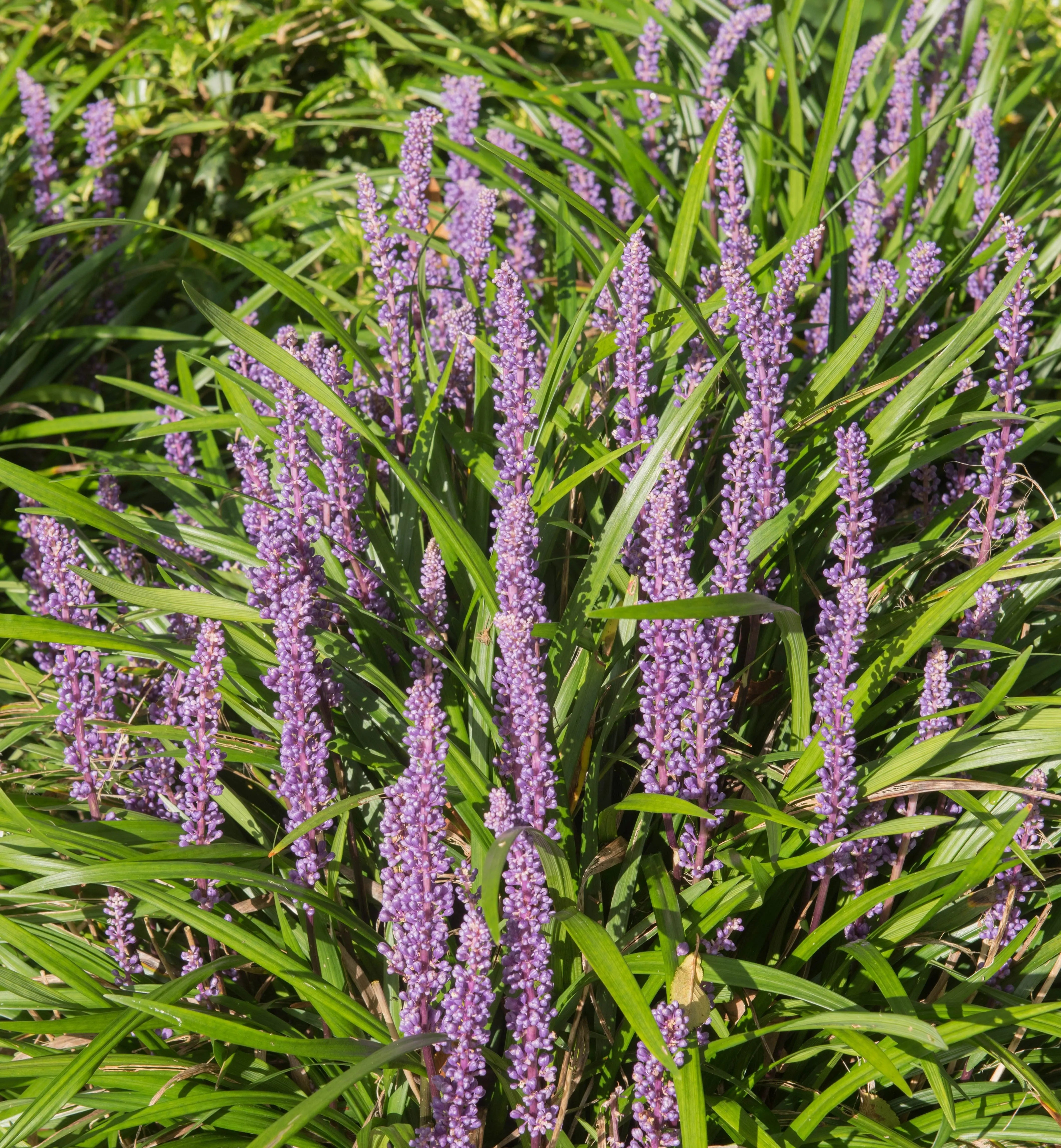 Liriope muscari 'Lilac Wonder', Lilientraube, Staude mit lila Blüten, von Stauden Gänge, detailreiche Aufnahme der Staude