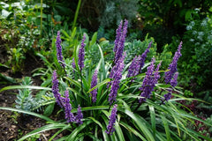 Liriope muscari 'Moneymaker' Lilientraube Staude, grüne Blätter und violette Blüten, bei Stauden Gänge.