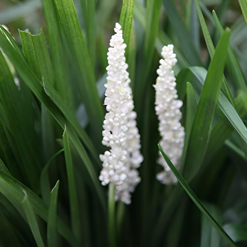 Weiße Liriope muscari 'Monroe White' Staude von Stauden Gänge, zeigt die blühende Lilientraube mit schmalen Blättern.