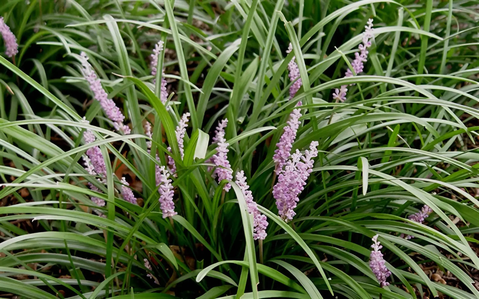 Liriope muscari 'Samantha' Staude mit rosa Lilientraube, wächst in Garten, grüne Blätter und lila Blüten.