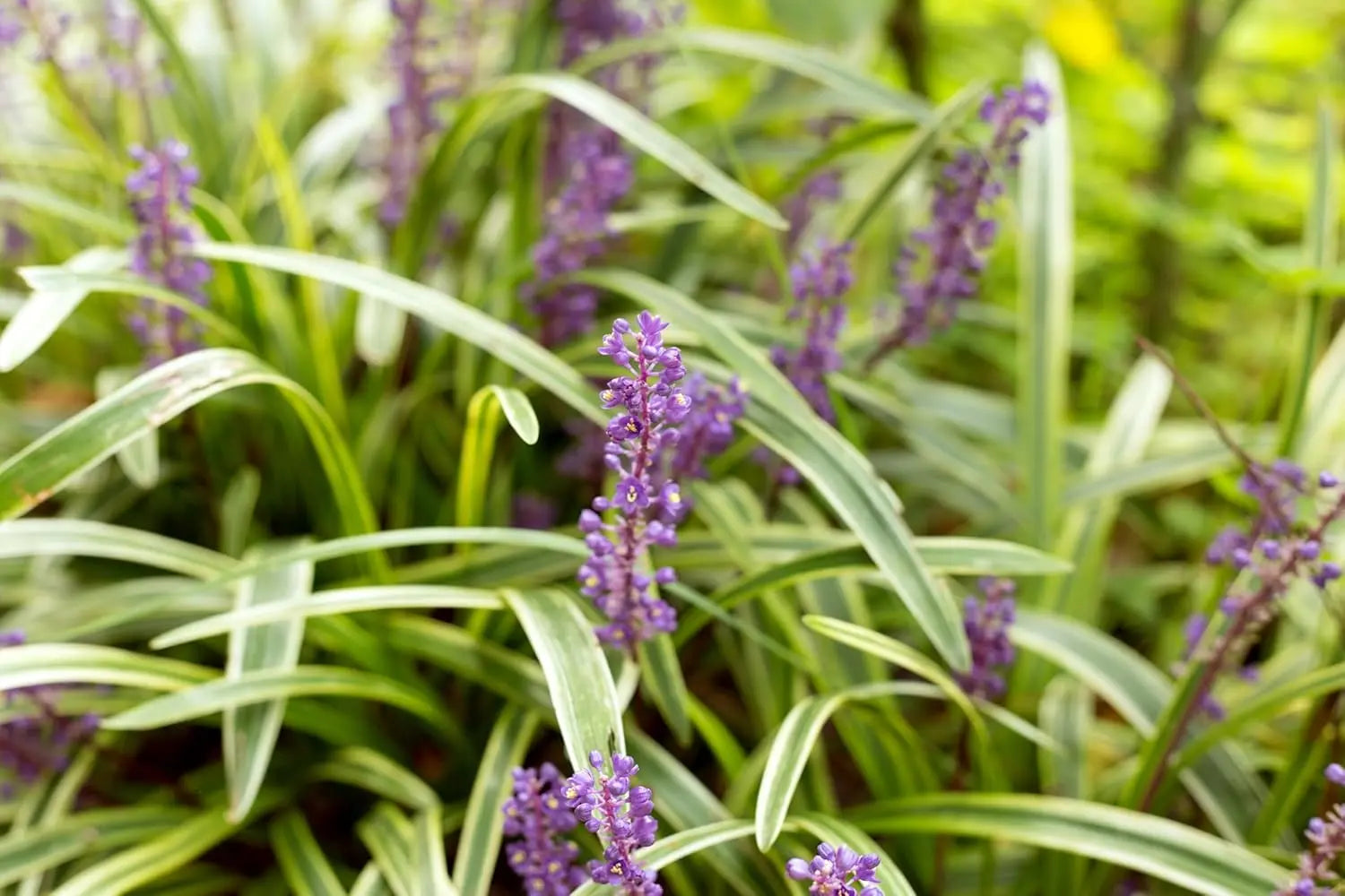 Bunte Liriope muscari 'Variegata' Staude mit grün-weißen Blättern und lilafarbenen Blüten, Stauden Gänge, Gartenpflanze
