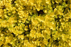 Gelbes Pfennigkraut Lysimachia nummularia 'Aurea' als Staude, mit goldgelben Blättern, von Stauden Gänge.