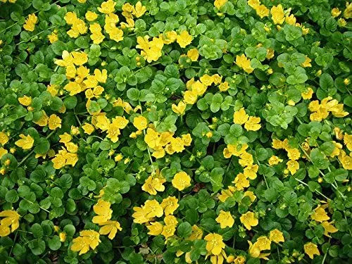 Lysimachia nummularia, Pfennigkraut, als grüne Staude mit kleinen, runden Blättern, wächst dicht und bodendeckend in einem Garten.