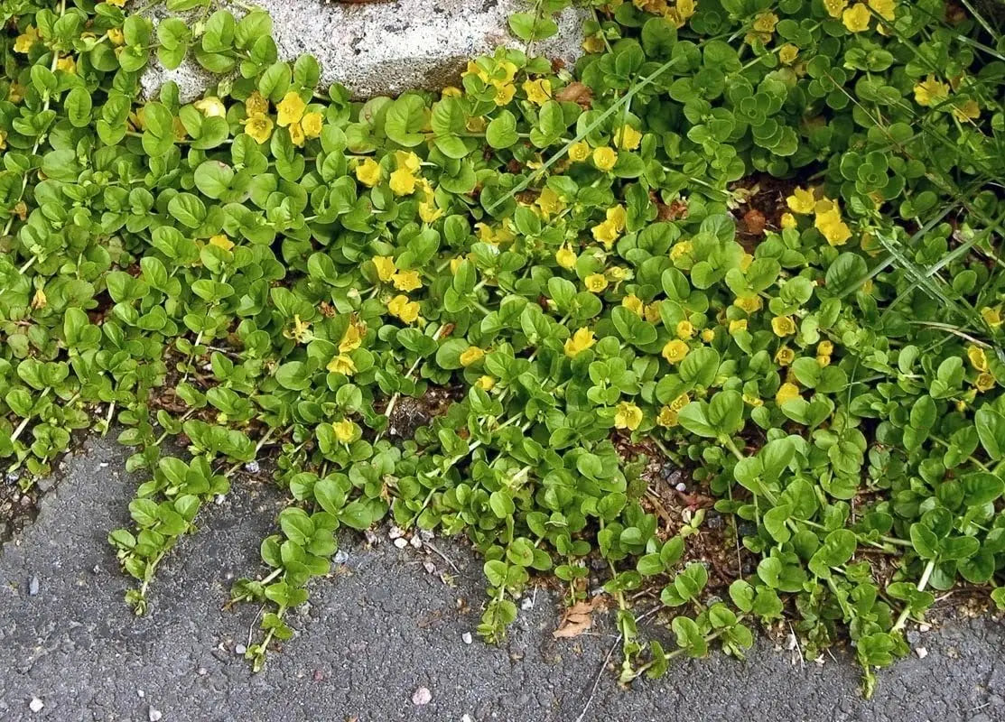 Lysimachia nummularia, Pfennigkraut, als grüne Staude mit kleinen runden Blättern, wächst dicht und bodendeckend.