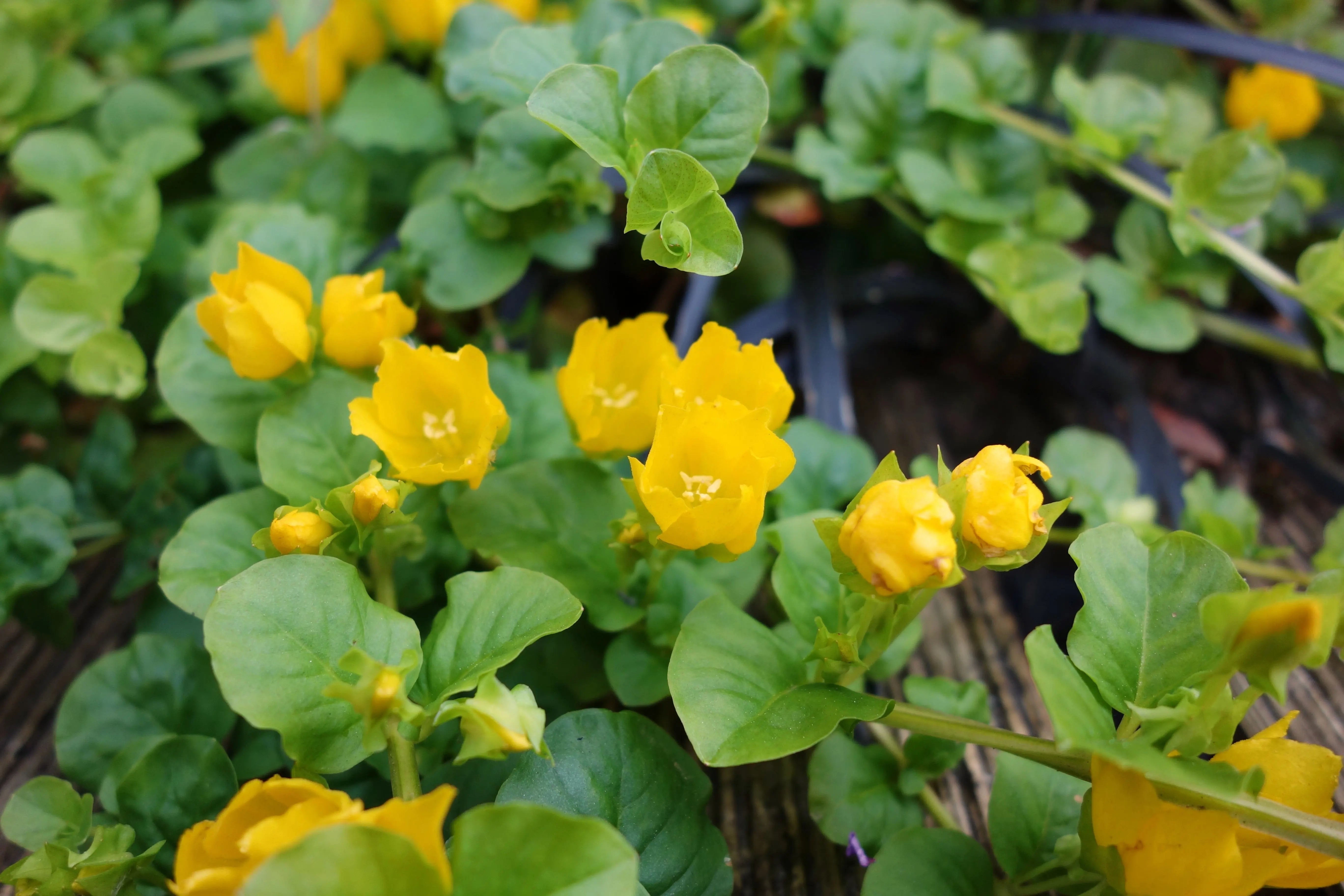 Lysimachia nummularia, Pfennigkraut, als grüne Staude mit kleinen, runden Blättern, auf einem Gartengrundstück.