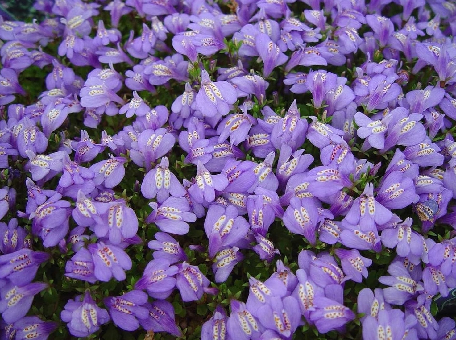 Mazus reptans / Lippenmäulchen