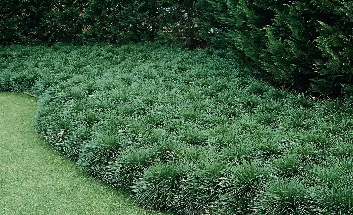 Japanischer Schlangenbart Ophiopogon japonicus, Staude von Stauden Gänge, grüne Pflanzen mit schmalen Blättern, im Garten.
