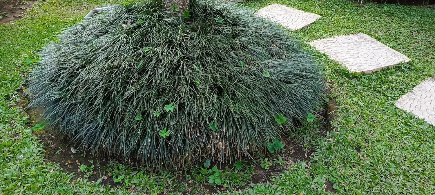 Japanischer Schlangenbart Ophiopogon japonicus, Staude von Stauden Gänge, grüne, schlangenartige Blätter in Gartenumgebung