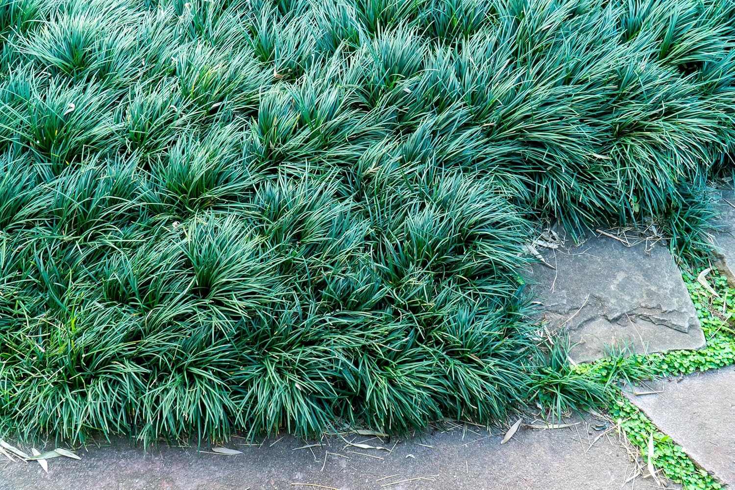 Ophiopogon japonicus / Japanischer Schlangenbart