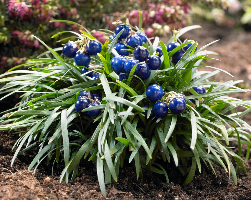 Ophiopogon japonicus ‚Nana' / Zwerg-Schlangenbart