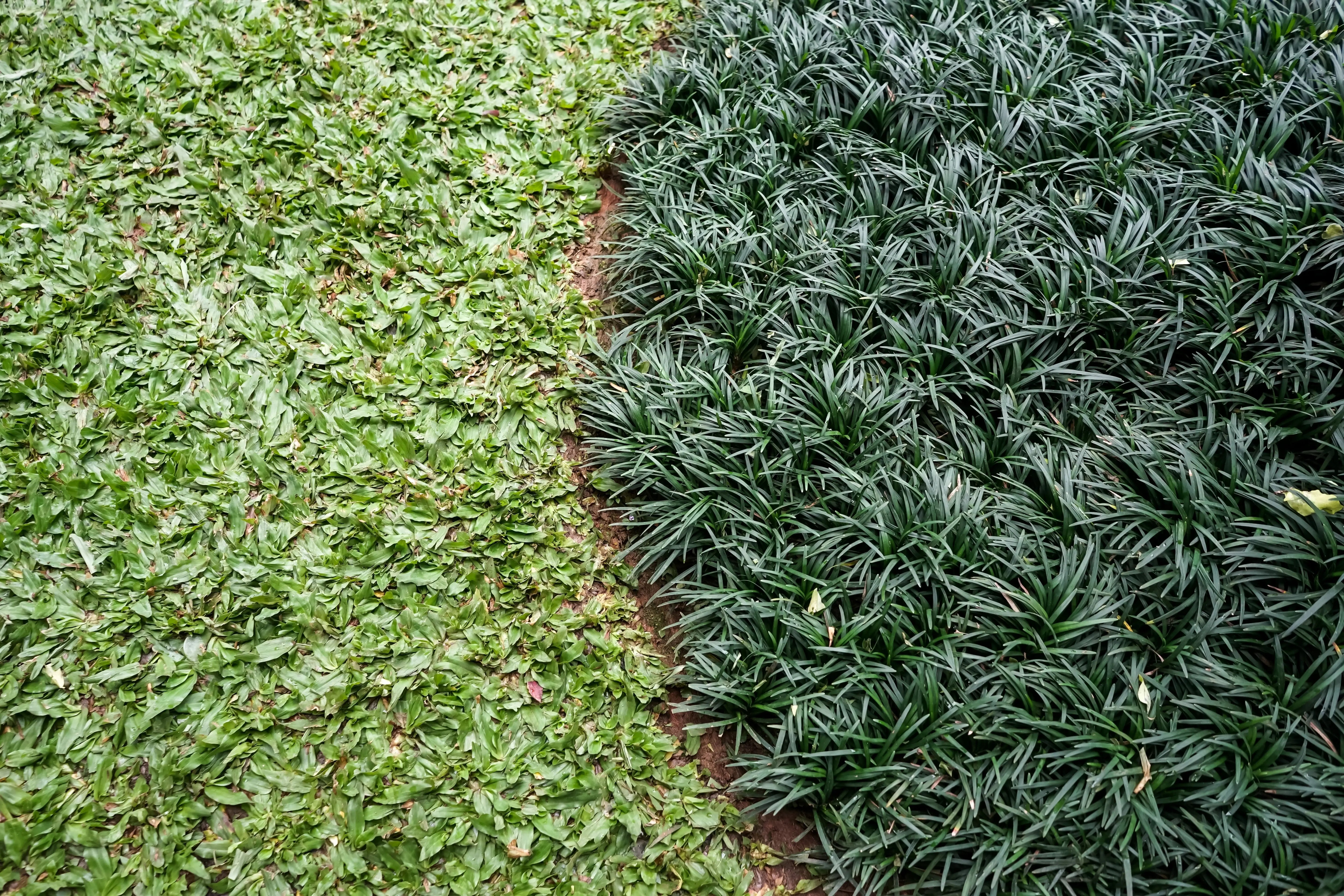 Zierliche Staude Ophiopogon japonicus ‚Nana‘, Zwerg-Schlangenbart, mit schmalen grünen Blättern, von Stauden Gänge.