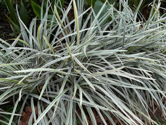 Bunte Staude Ophiopogon japonicus 'Silver Dragon' mit silbrigen Blättern, Japanischer Schlangenbart, Stauden Gänge