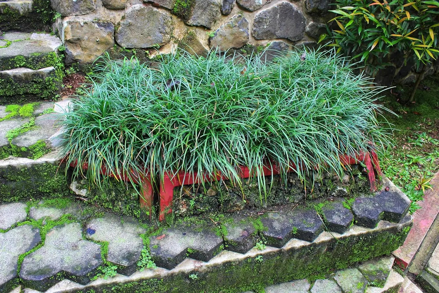 Japanischer Schlangenbart Ophiopogon japonicus 'Sparkler' Staude, dunkelgrünes Laub, wächst als Bodendecker, von Stauden Gänge.