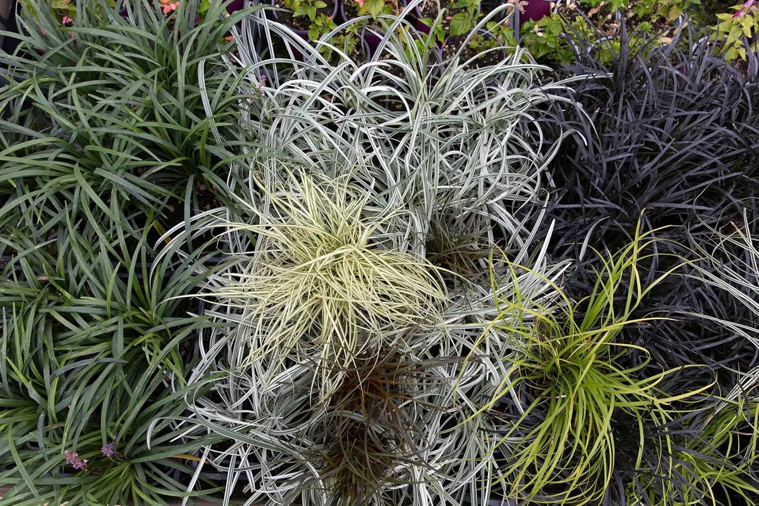 Bunter Japanischer Schlangenbart Ophiopogon japonicus 'Variegata' als Staude mit grün-weißen Blättern, gedeiht im Garten.