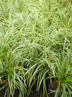Bunte Staude Ophiopogon japonicus 'Variegata' mit schmalen, variierten Blättern, wächst als Zierpflanze in einem Garten.