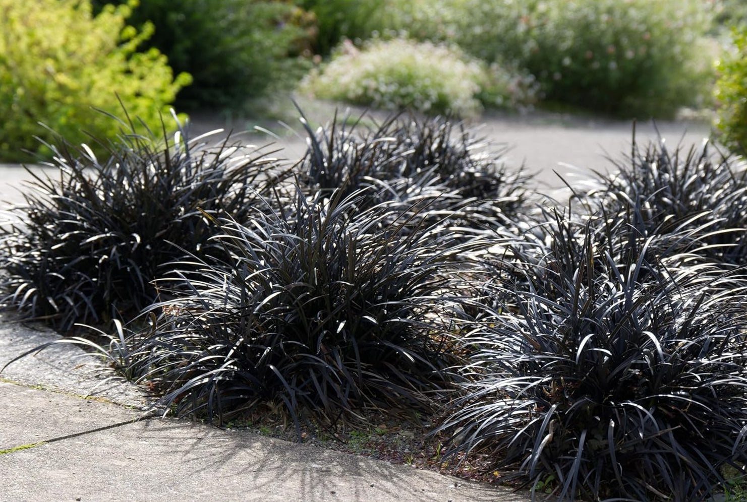 Schwarzer Schlangenbart (Ophiopogon planiscapus 'Niger') Staude, dunkle, schmale Blätter, im Garten bei Stauden Gänge fotografiert