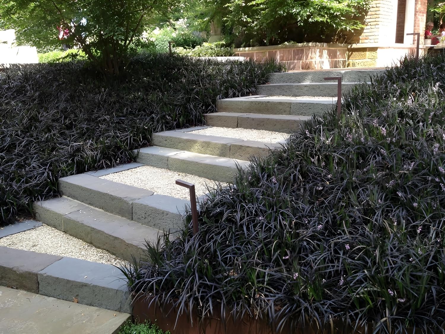 Ophiopogon planiscapus 'Niger' / Schwarzer Schlangenbart