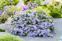 Polster-Phlox 'Fabulous Blue Dark Center' von Stauden Gänge, blühende Staude mit dunkelblauem Zentrum, ideal für Gartenbepflanzung