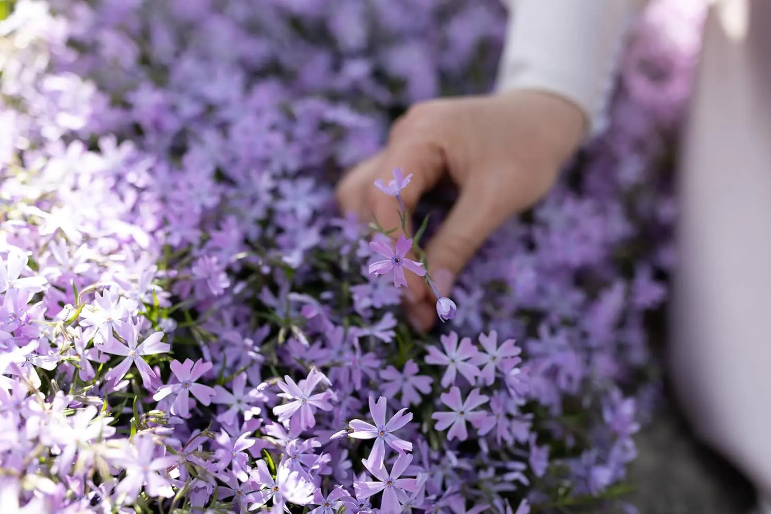 Blauer Polster-Phlox Staude 'Fabulous Blue Violet' von Stauden Gänge, vollständig blühend, mit violetten Blüten und grünen Blättern