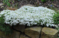 Weißer Polster-Phlox (Phlox subulata 'White Delight') als Staude mit weißen Blüten, präsentiert von Stauden Gänge.