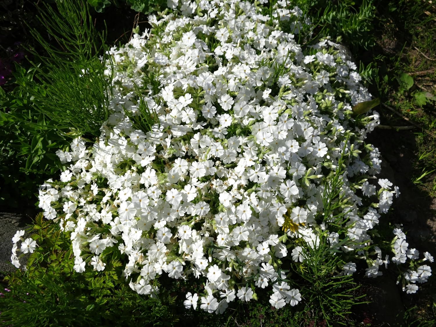 Weiße Staude Phlox subulata 'White Delight' von Stauden Gänge, dicht wachsend mit weißen Blüten, ideal für Steingärten.