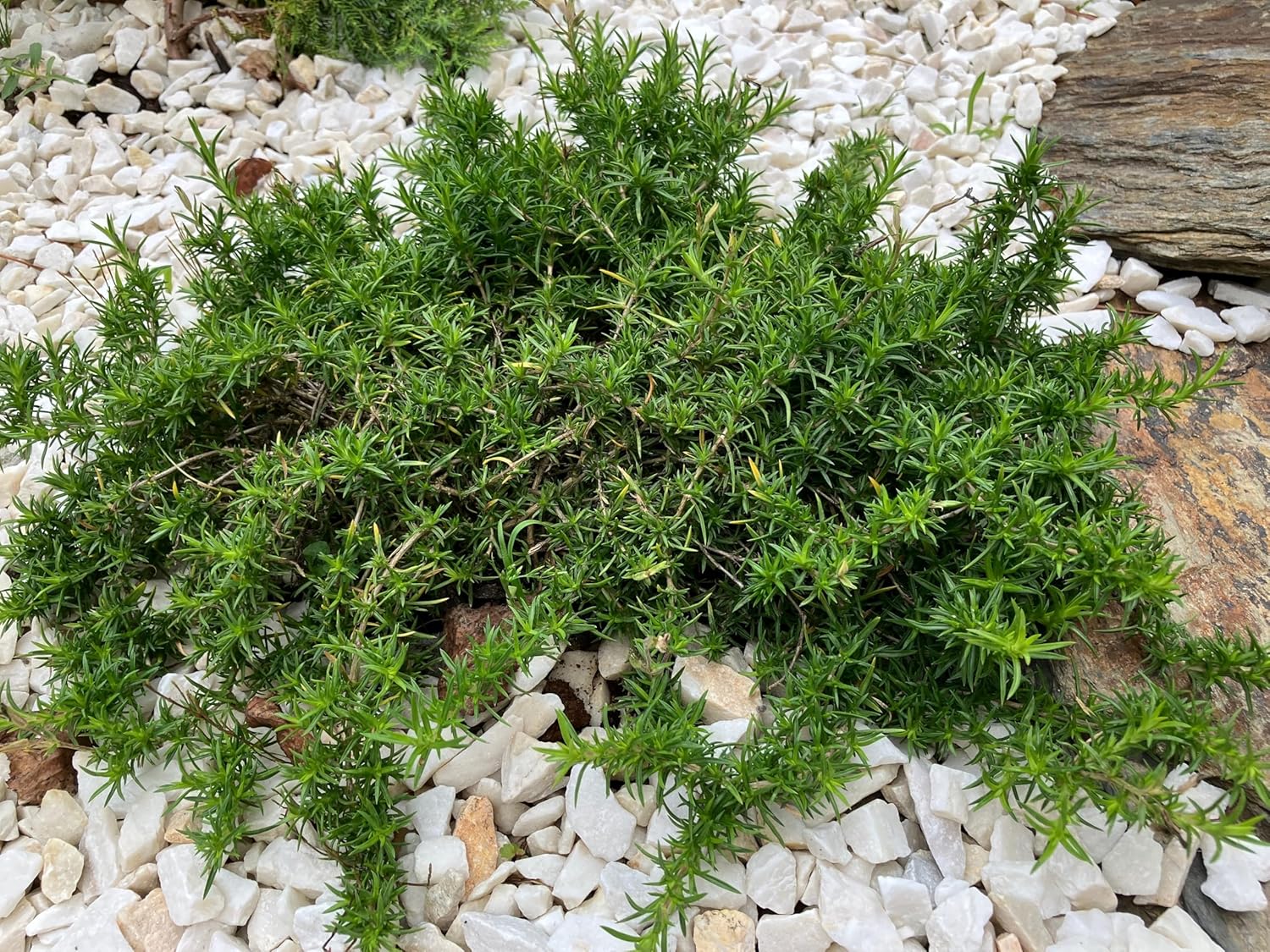 Weiße Staude Phlox subulata 'White Delight' in voller Blüte, robustes Polster, von Stauden Gänge, ideal für Steingärten.