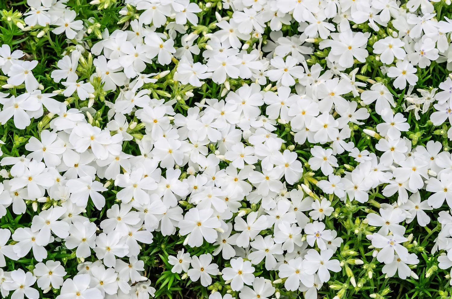 Weiße Staude Phlox subulata 'White Delight' von Stauden Gänge, dicht wachsendes Polster mit weißen Blüten.