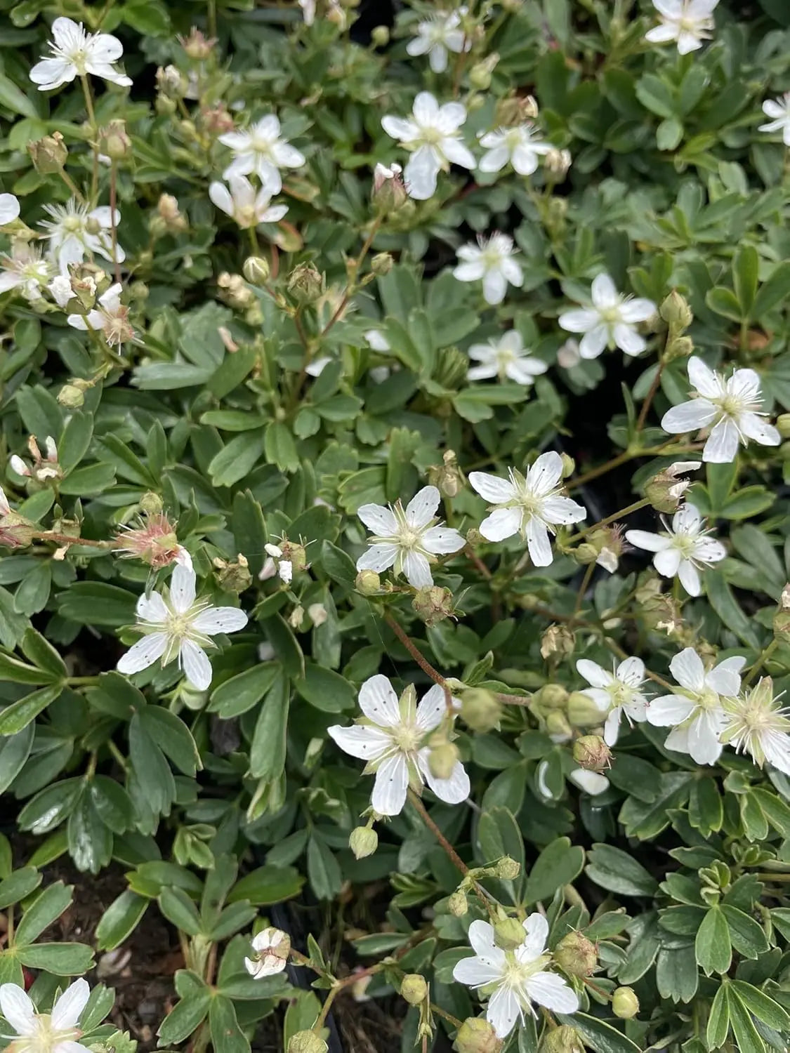 Potentilla tridentata 'Nuuk', Teppich-Fingerkraut, Staude von Stauden Gänge, grüne Blätter und kompakte Wuchsform.