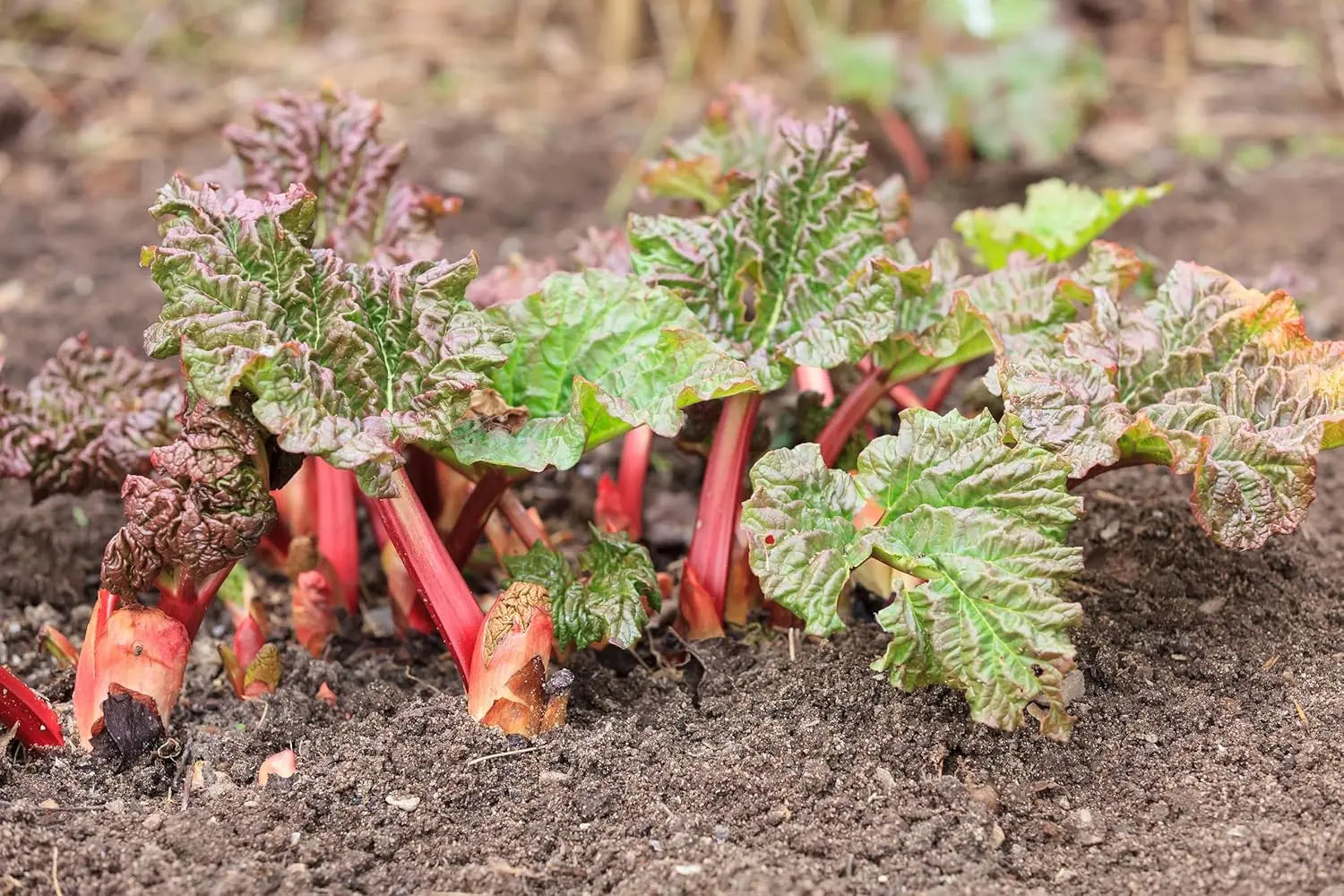 Rheum rhabarbarum 'Stockbridge Arrow‘ Rhabarber Staude, grüne Blätter und aufrechte Stängel, bei Stauden Gänge.