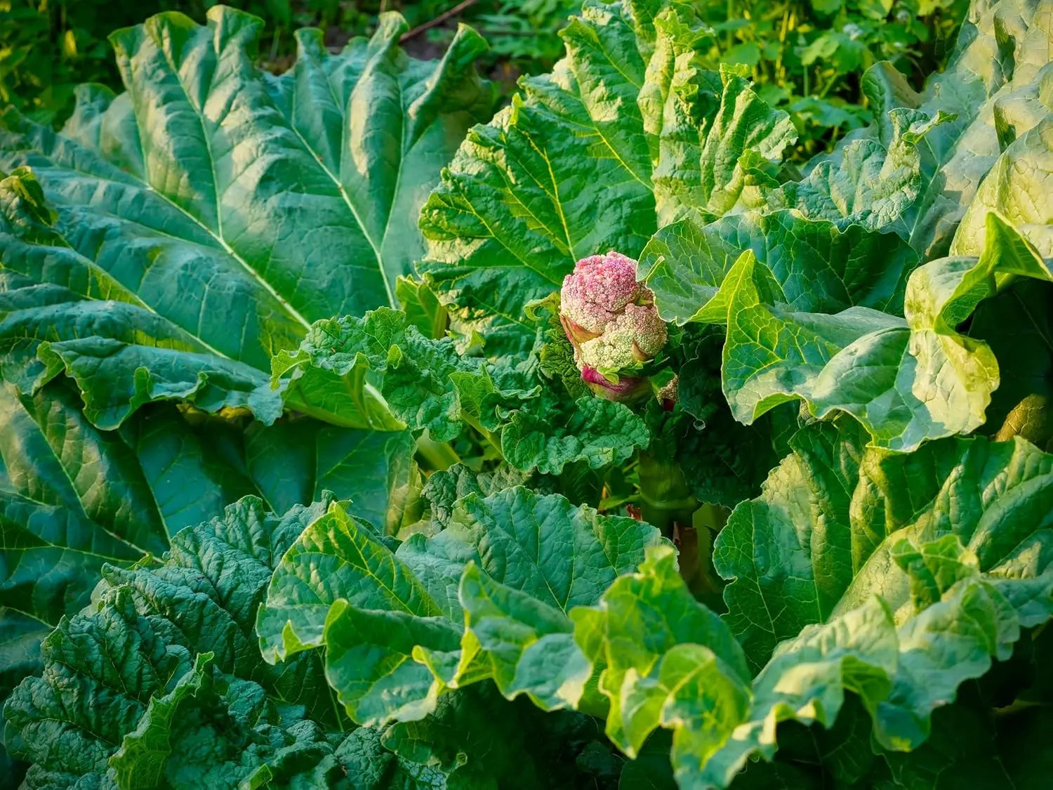 Rhabarber Staude Rheum rhabarbarum 'Stockbridge Arrow‘ mit großen, grünen Blättern und roten Stängeln, Stauden Gänge.