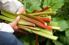 Rhabarber-Rhume 'Sutton's Seedles' Staude von Stauden Gänge, kräftige grüne Blätter und aufrechte Pflanze, ideal für den Garten