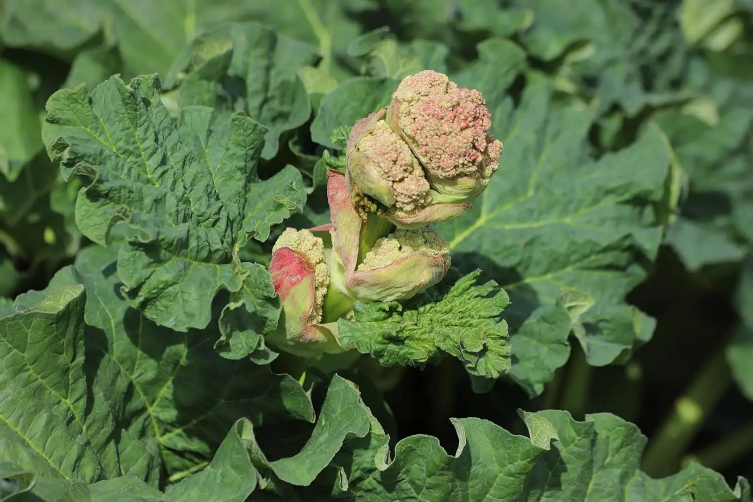 Rheum rhabarbarum 'Sutton's Seedles‘ Rhabarber Staude von Stauden Gänge, grünes Blatt mit rotem Stiel, im Garten.