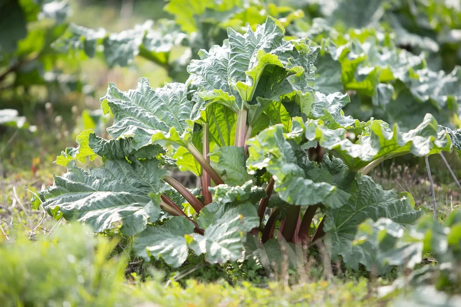 Rhabarber-Rhizom, Rheum rhabarbarum 'Valentine', Staude von Stauden Gänge mit großen grünen Blättern