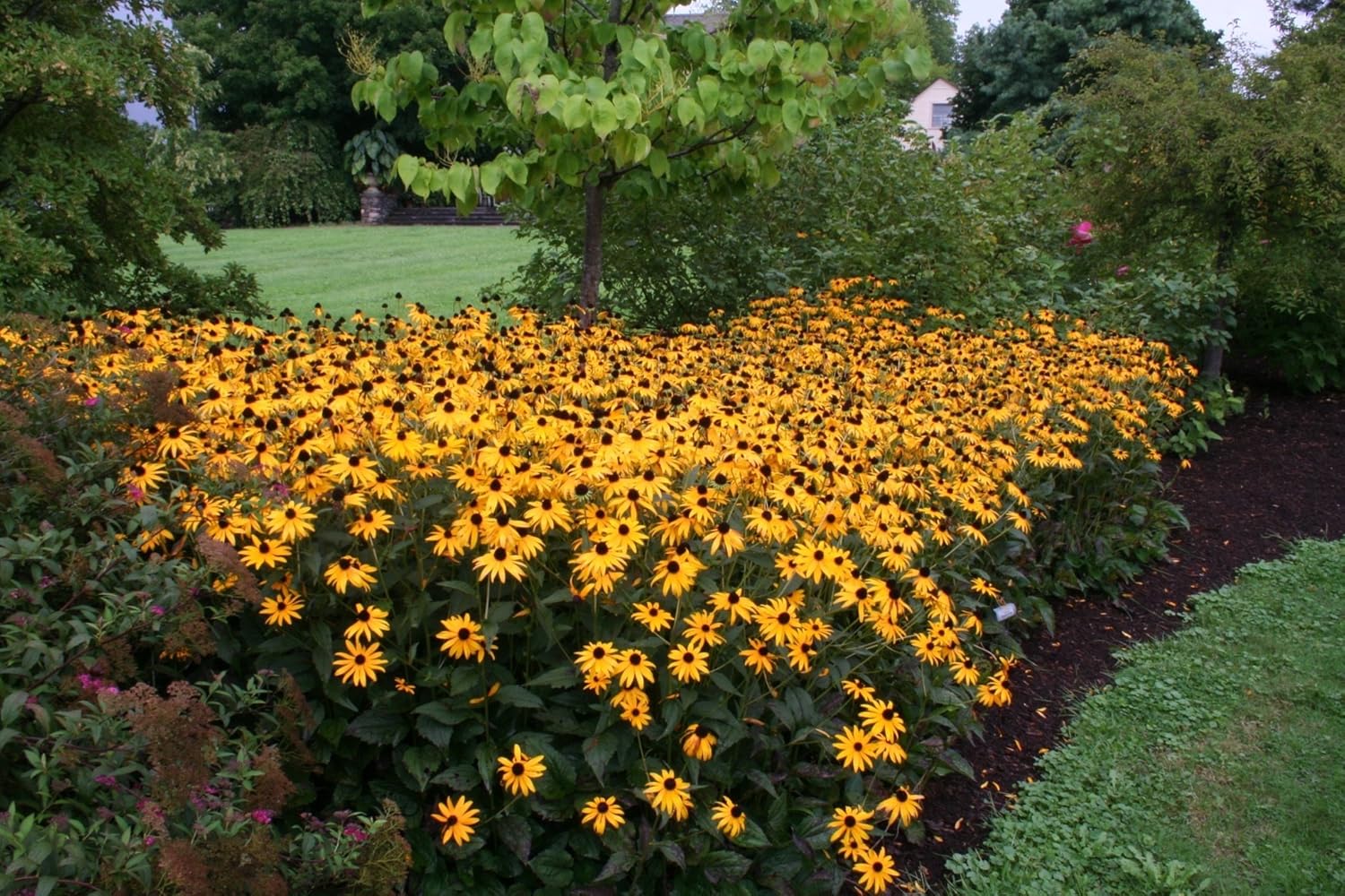 Rudbeckia fulgida 'Goldsturm' Sonnenhut Staude mit leuchtend gelben Blüten und grünen Blättern, Stauden Gänge.