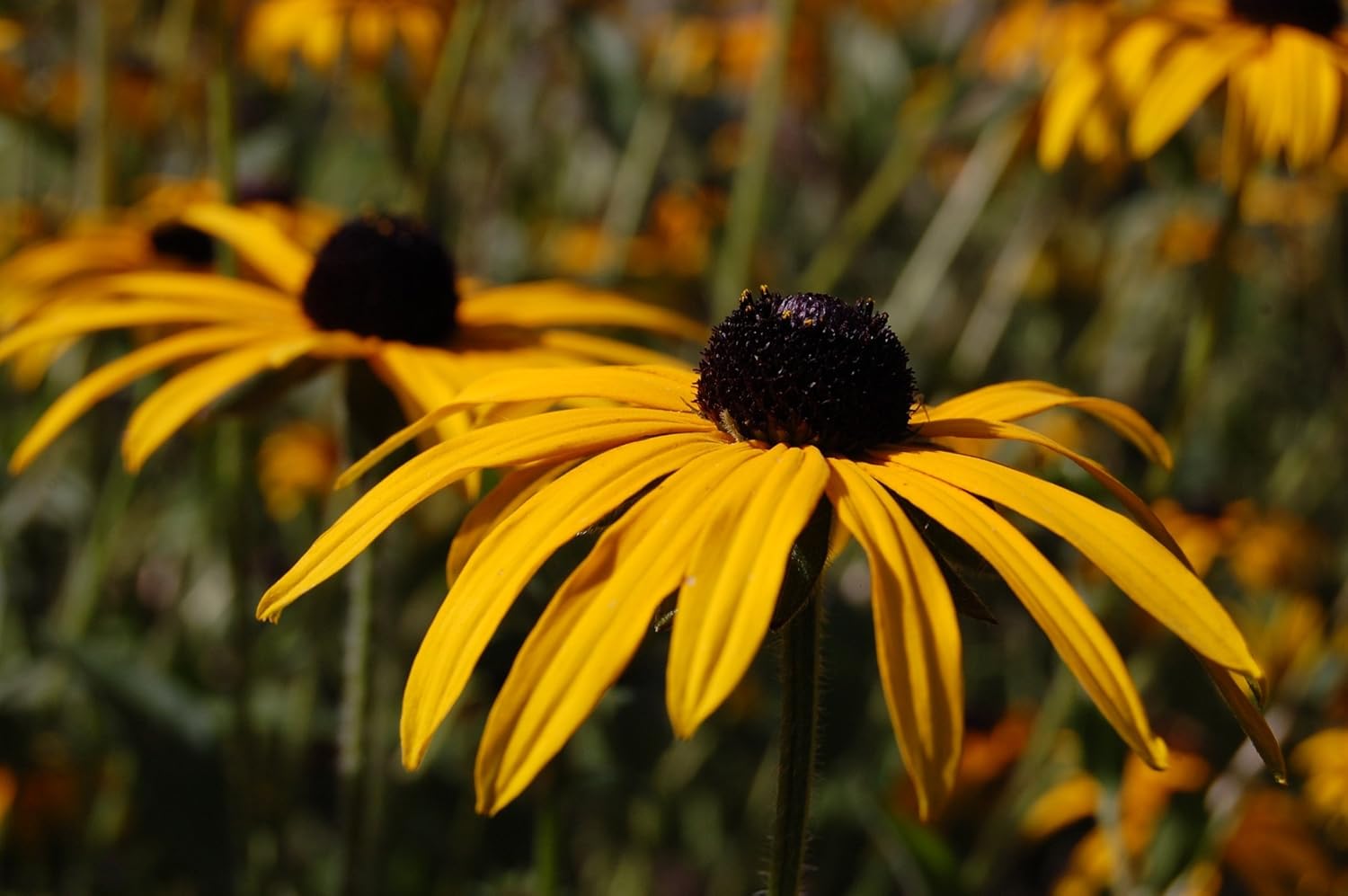 Gelbe Rudbeckia fulgida 'Goldsturm' Staude mit leuchtenden Blüten, wächst auf einem Gartenboden, von Stauden Gänge.