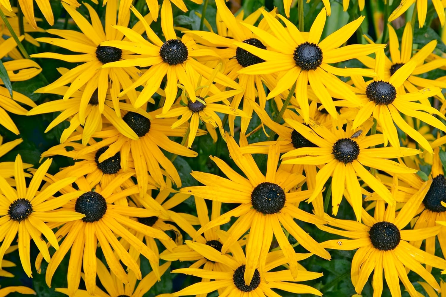 Rudbeckia fulgida 'Goldsturm' Sonnenhut Staude mit leuchtend gelben Blüten und dunklem Zentrum, Stauden Gänge.