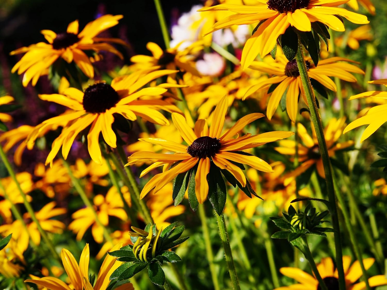 Bunte Rudbeckia fulgida 'Goldsturm' Sonnenhut Staude mit gelben Blüten, Stauden Gänge, Nahaufnahme im Garten
