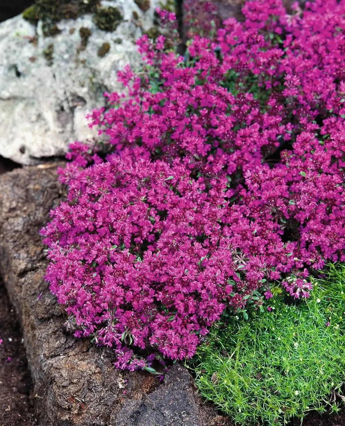 Roter Polsterthymian (Thymus praecox 'Red Carpet') Staude mit dichten, roten Blättern, wächst als bodendeckende Pflanze.